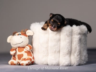 Les chiots de Spitz allemand