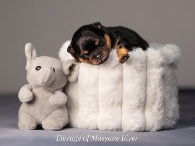 Les chiots de Spitz allemand