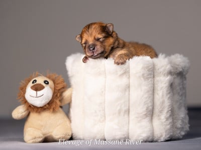 Les chiots de Spitz allemand