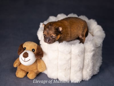 Les chiots de Spitz allemand