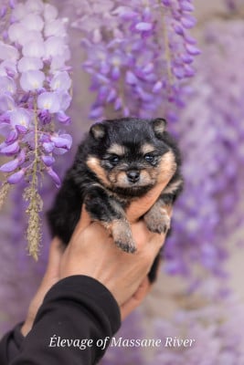 Les chiots de Spitz allemand