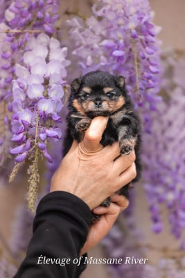 Les chiots de Spitz allemand