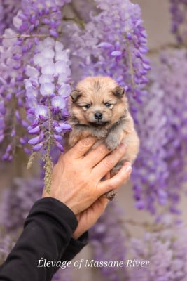 Les chiots de Spitz allemand