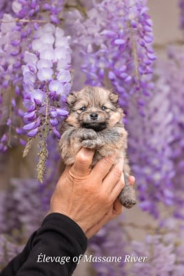 Les chiots de Spitz allemand