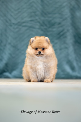 Les chiots de Spitz allemand