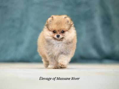 Les chiots de Spitz allemand