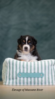 Les chiots de Berger Australien