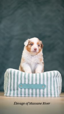 Les chiots de Berger Australien