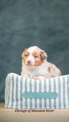 Les chiots de Berger Australien