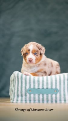 Les chiots de Berger Australien