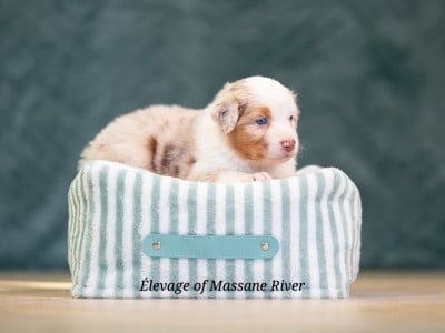 Les chiots de Berger Australien