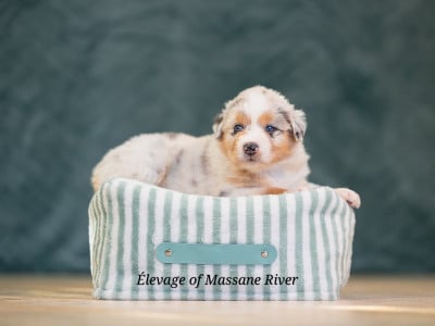 Les chiots de Berger Australien