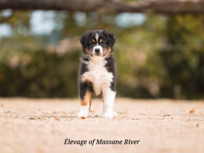 Les chiots de Berger Australien