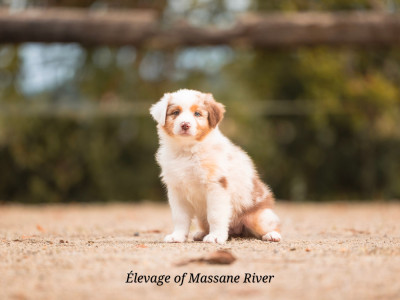 Les chiots de Berger Australien