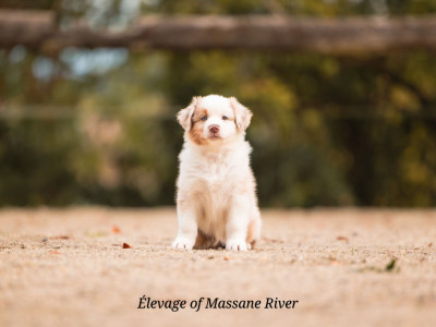 Les chiots de Berger Australien
