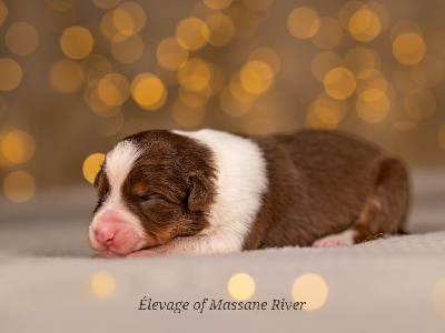Les chiots de Berger Australien