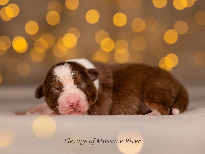 Les chiots de Berger Australien