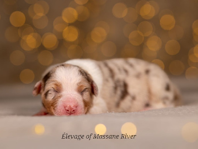 Les chiots de Berger Australien