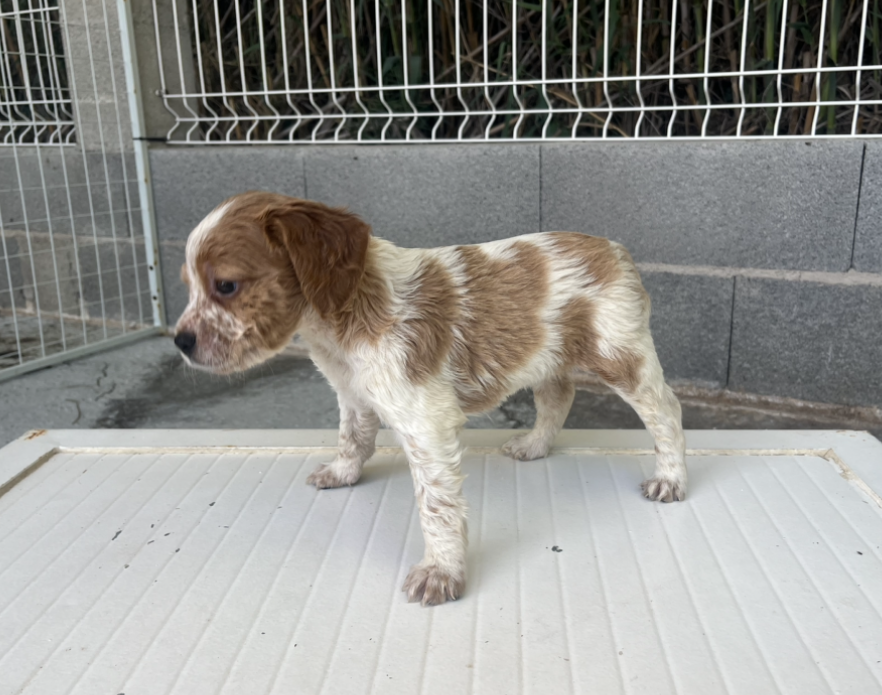 CHIOT 1