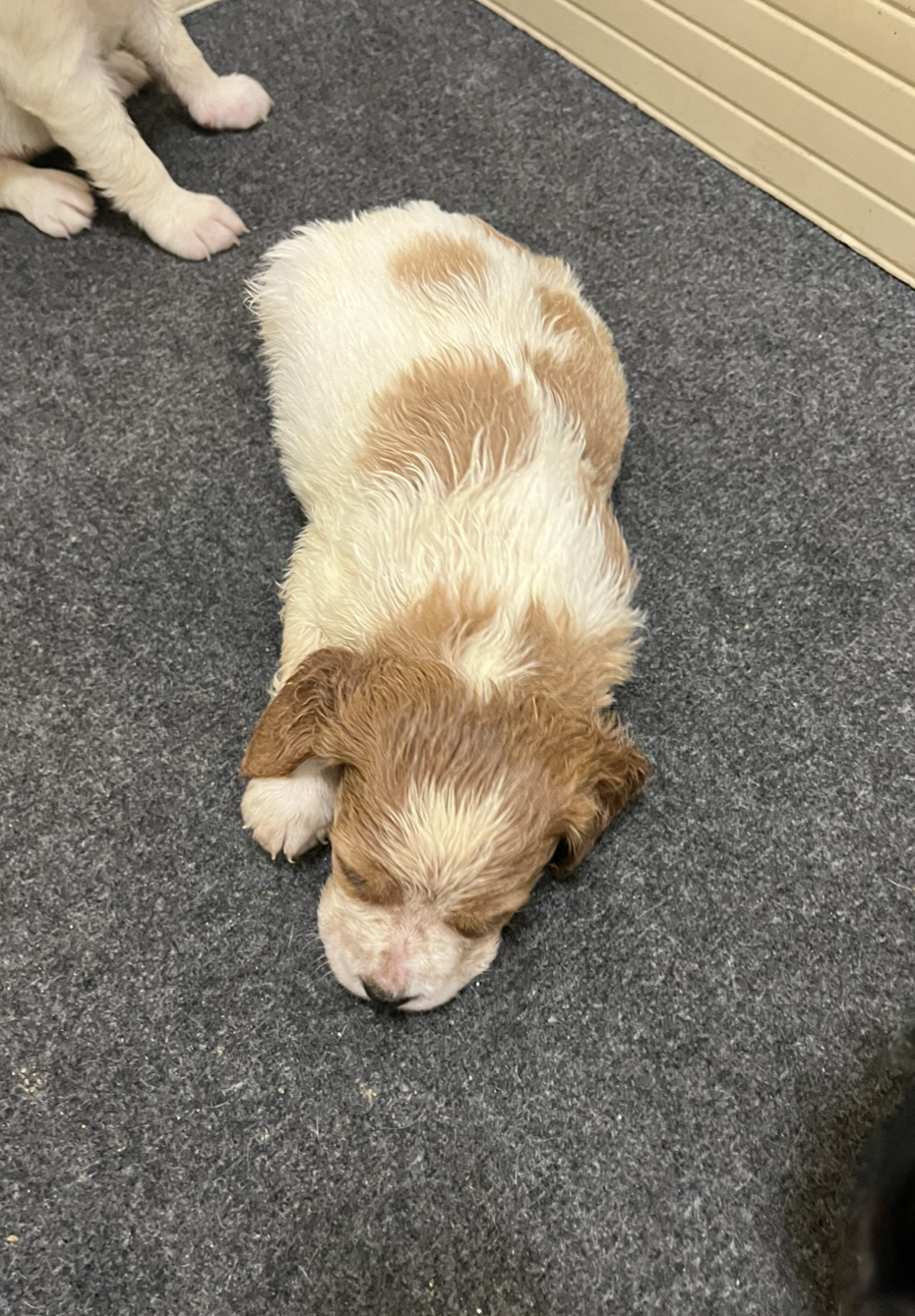 CHIOT 1
