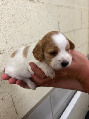 Les chiots de Epagneul Breton