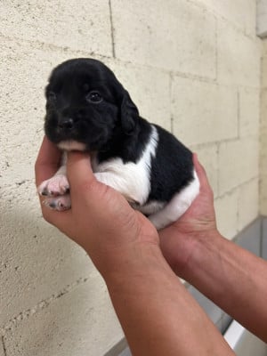 Les chiots de Epagneul Breton