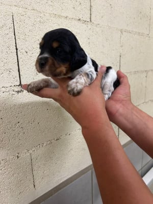 Les chiots de Epagneul Breton