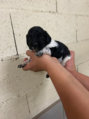 Les chiots de Epagneul Breton