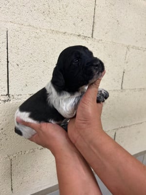 Les chiots de Epagneul Breton