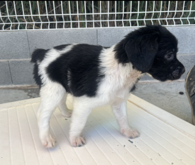 Les chiots de Epagneul Breton