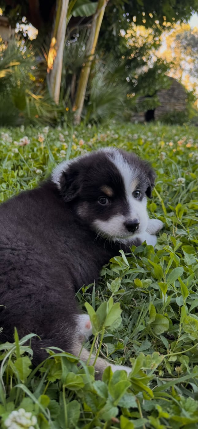 Balou - Berger Australien