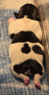 Chiot N°1 - Bouledogue français