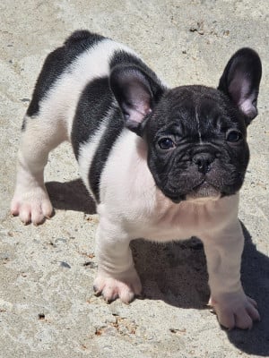 Les chiots de Bouledogue français