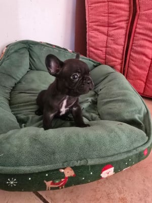 Les chiots de Bouledogue français