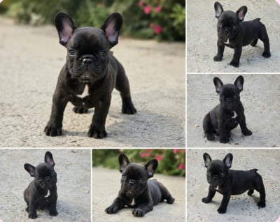 Les chiots de Bouledogue français