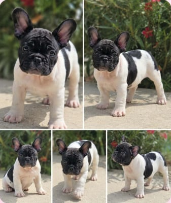 Les chiots de Bouledogue français