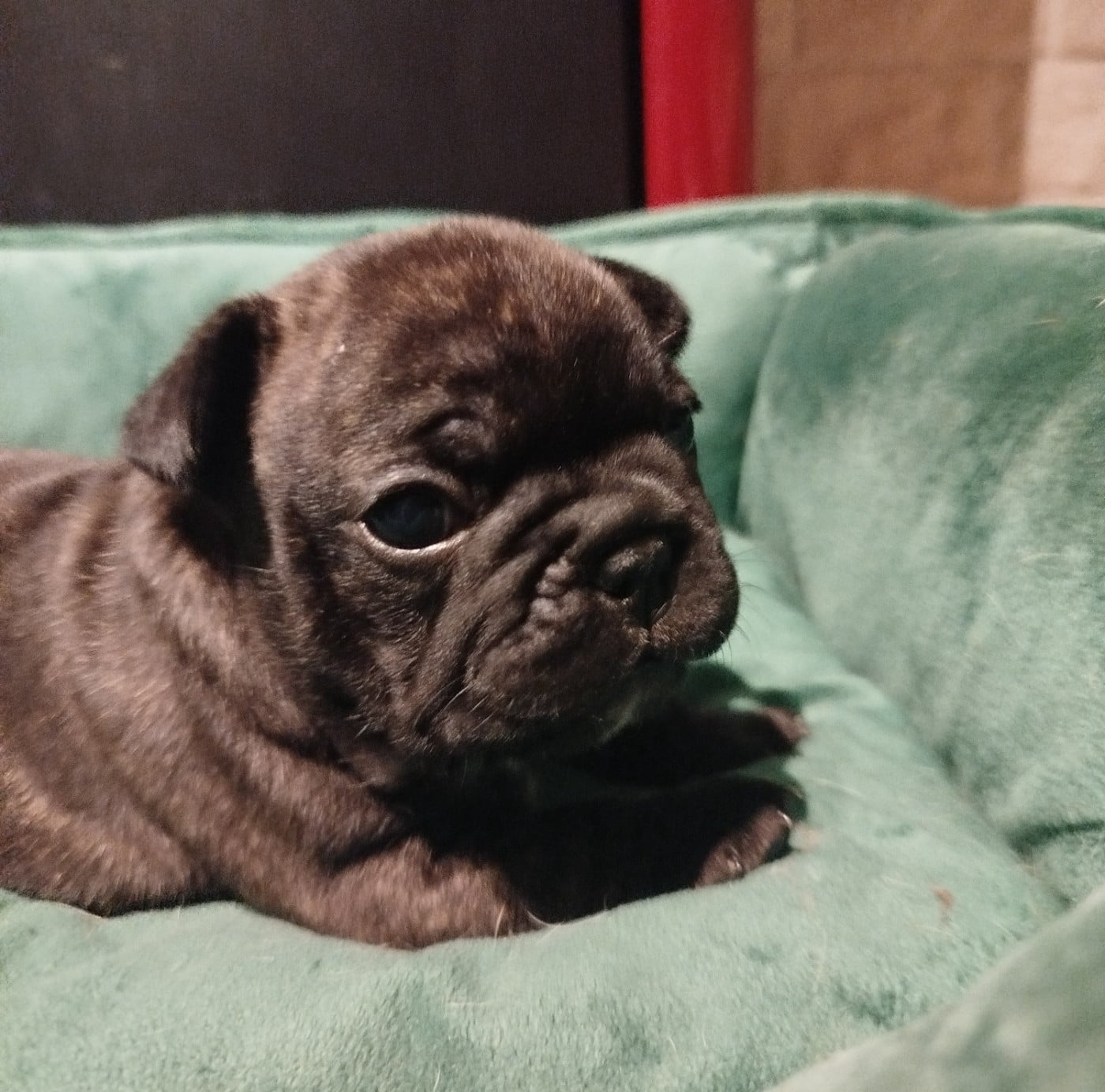 CHIOT 4 - Bouledogue français