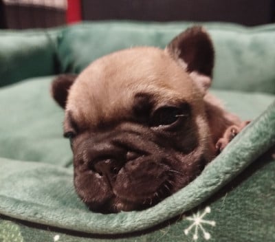 Les chiots de Bouledogue français