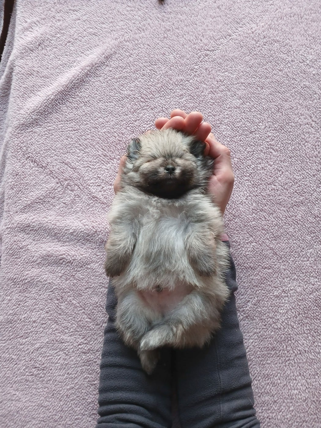 Spitz allemand - des Brimbelles