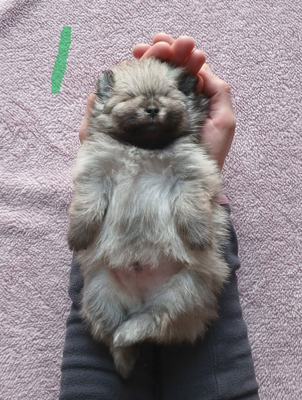 Spitz allemand - des Brimbelles