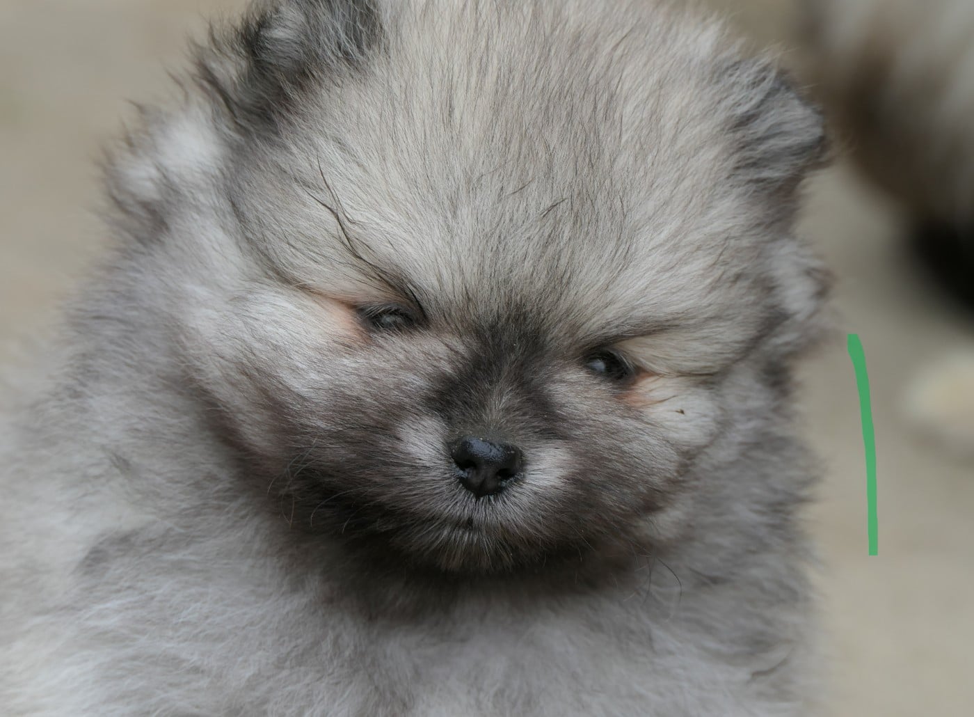 Spitz allemand - des Brimbelles