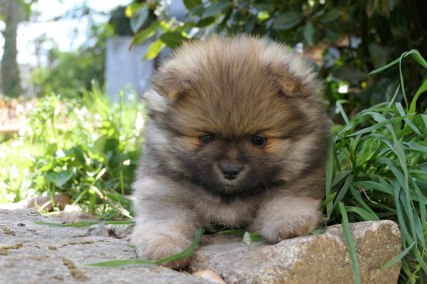 Spitz allemand - des Brimbelles