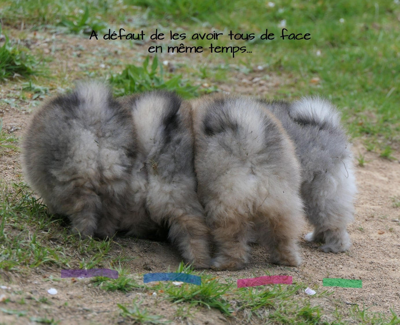 Spitz allemand - des Brimbelles