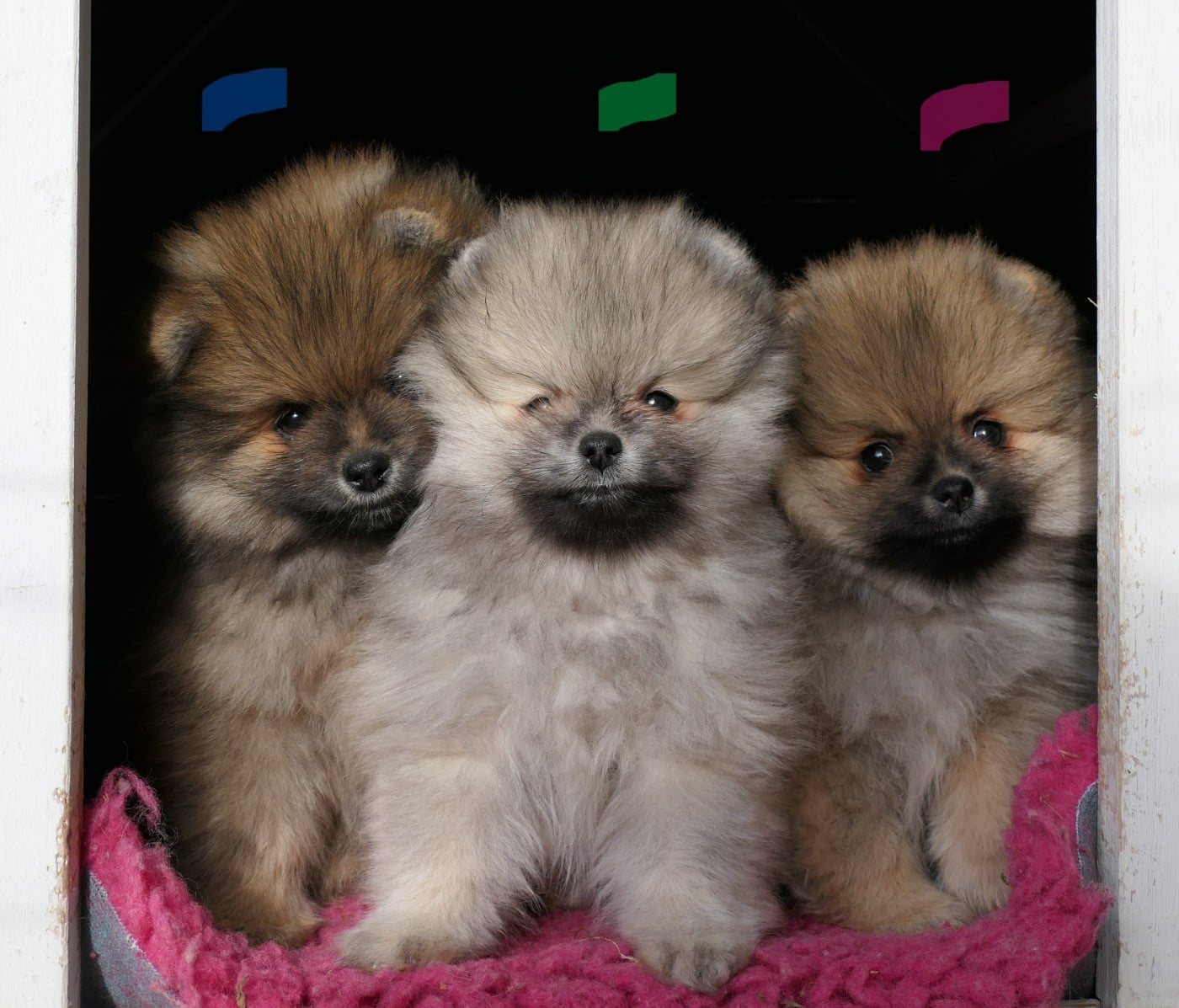 Spitz allemand - des Brimbelles