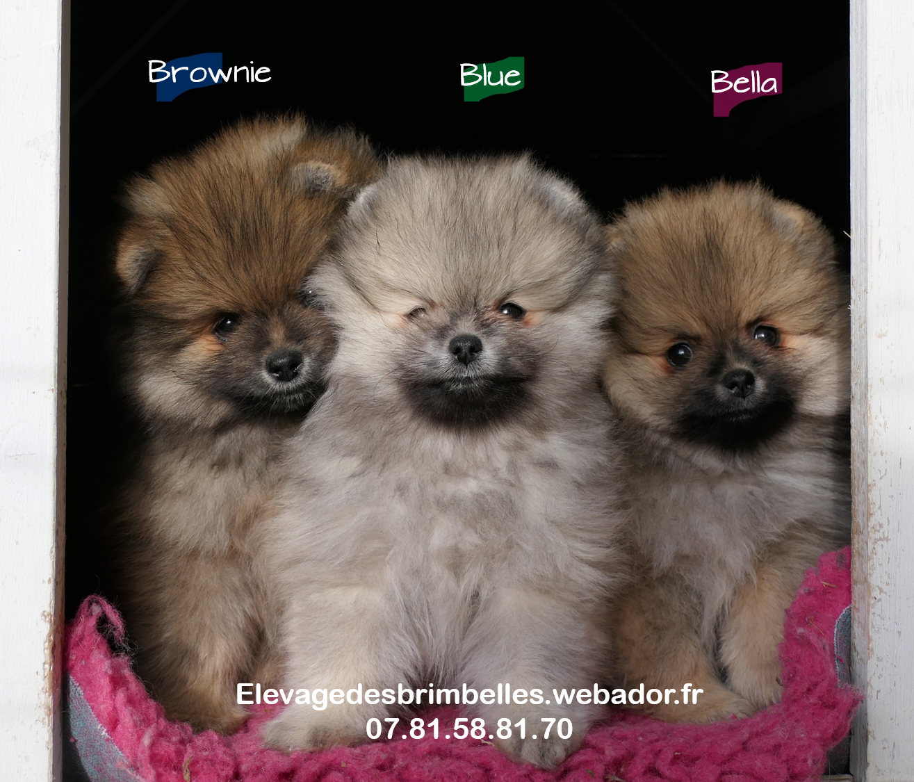 Spitz allemand - des Brimbelles