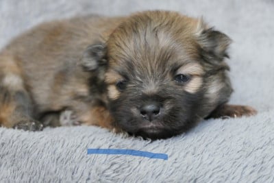 Les chiots de Spitz allemand