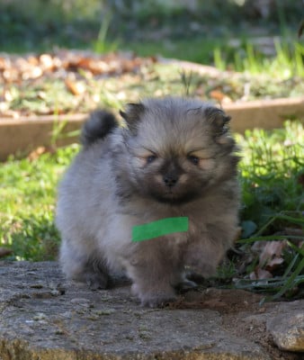 Les chiots de Spitz allemand