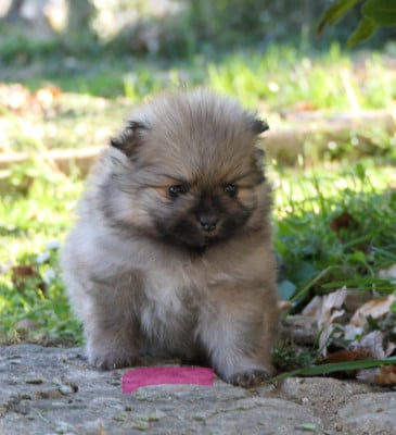 Les chiots de Spitz allemand