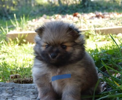 Les chiots de Spitz allemand