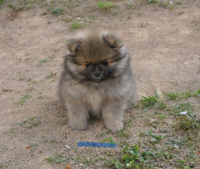 Les chiots de Spitz allemand